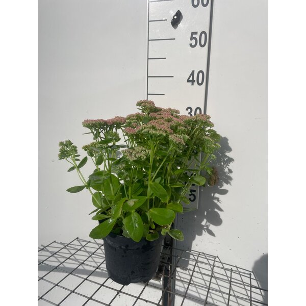 Sedum 'Herbstfreude' - 3,0L