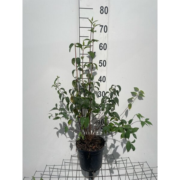 Philadelphus 'Lemoinei' - 3,0L