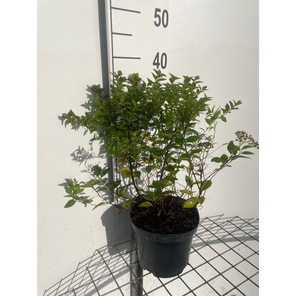 Spiraea jap. 'Manon' - 3,0L 30+