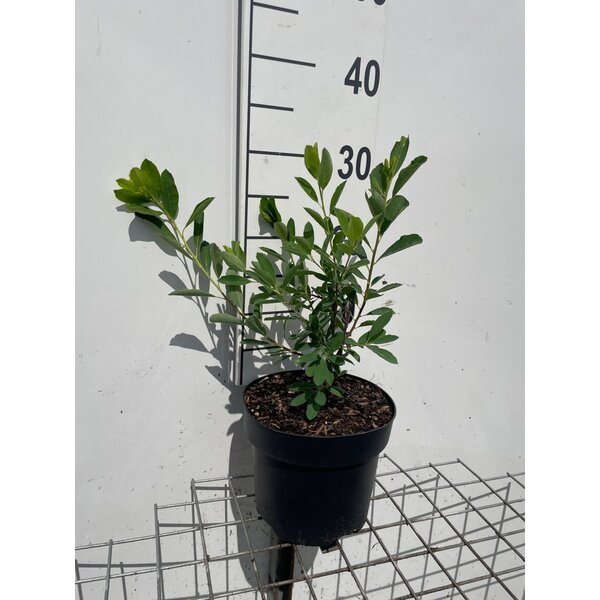 Exochorda 'The Bride' - 3,0L