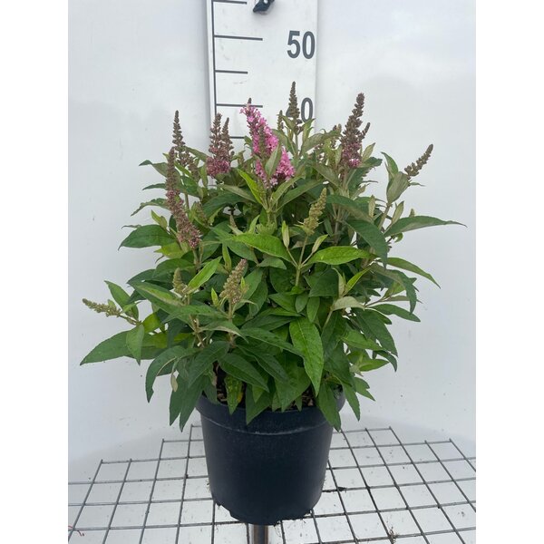 Buddleja d. Butt. Candy Little Pink - 7,5L