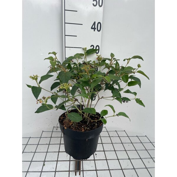 Viburnum plic. 'Watanabe' - 3,0L