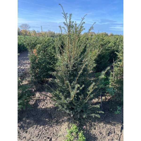 Taxus baccata - met kluit 125+