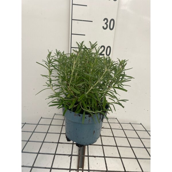 Rosmarinus officinalis - 2,0L