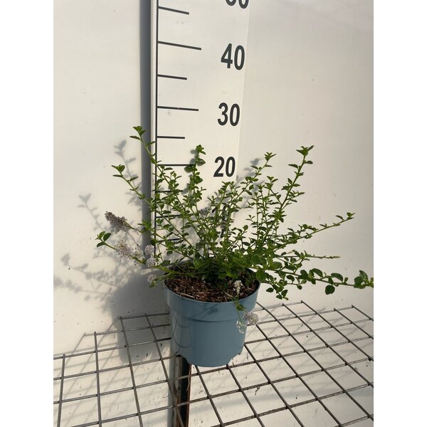 Ceanothus thyrs. repens - 2,0L