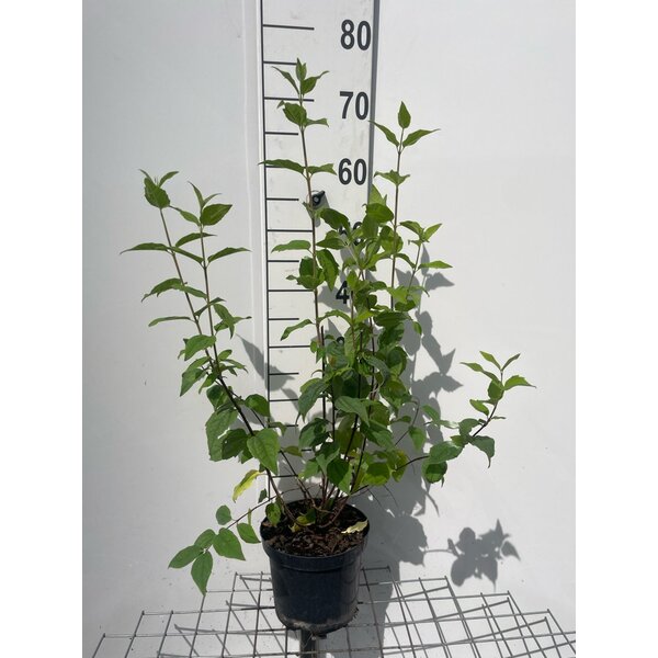 Philadelphus 'Belle Etoile' - 3,0L