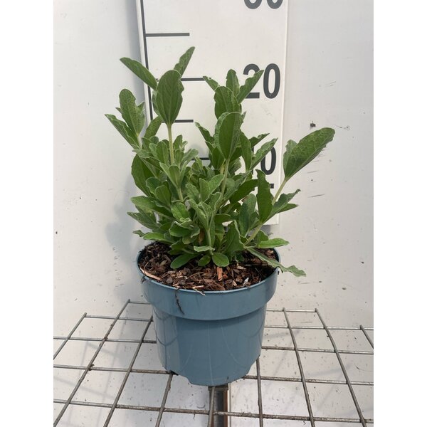 Cistus pulverulentus 'Sunset' - 2,0L