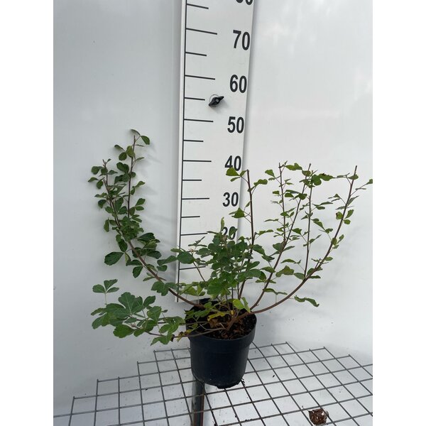 Rhus aromatica 'Grow-Low' - 3,0L