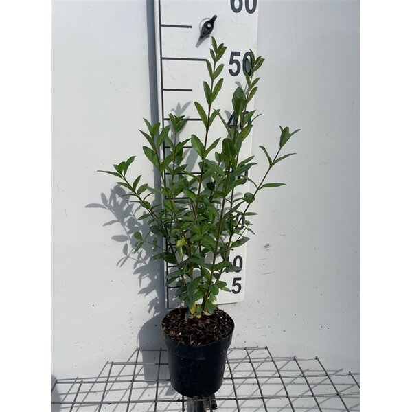 Ligustrum vulgare - 1,3L 40+