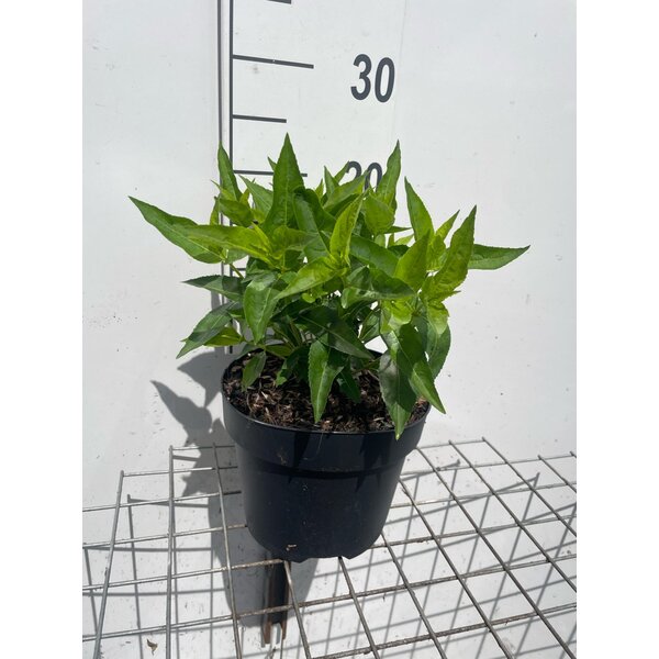 Diervilla lonicera 'Dilon' - 3,0L
