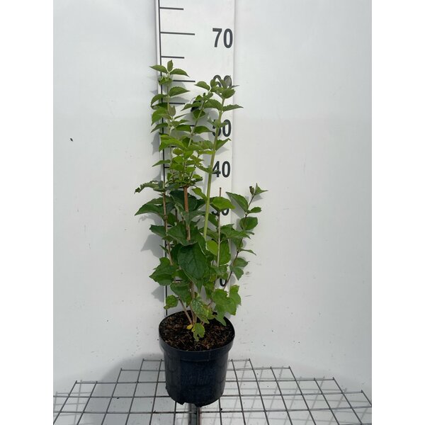 Philadelphus coronarius - 3,0L 60+