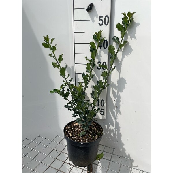 Ilex meserv. 'Blue Angel' - 3,0L