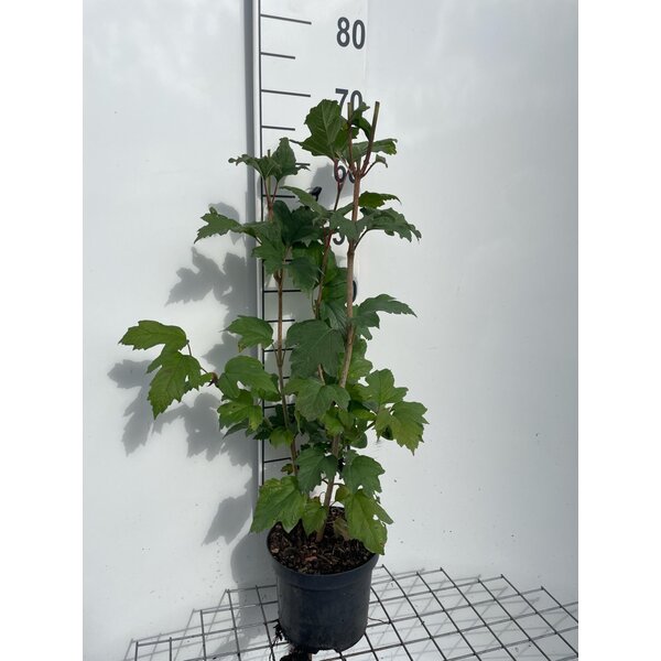 Viburnum opulus - 3,0L 60+