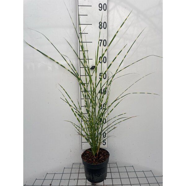 Miscanthus sin. 'Strictus' - 2,0L