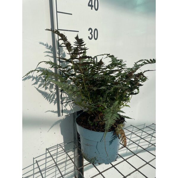 Athyrium niponicum metallicum - 2,0L
