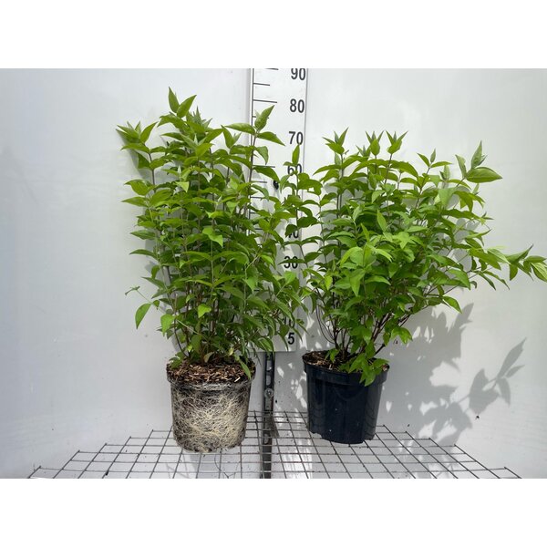 Deutzia cren. 'Pride of Rochester' - 7,5L