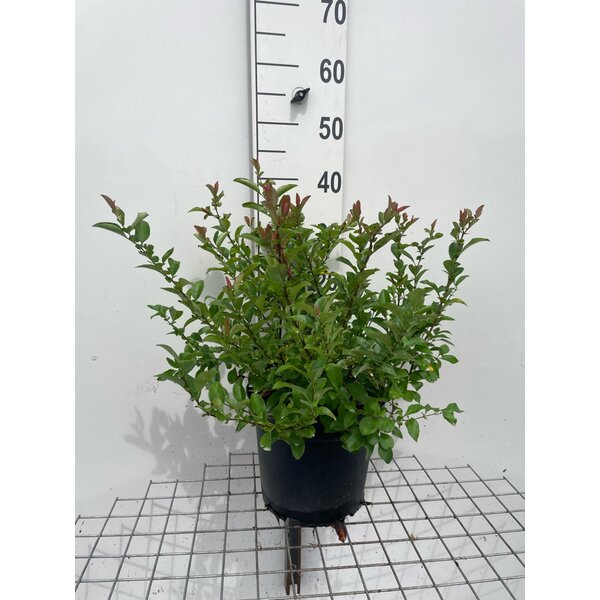 Chaenomeles sup. 'Pink Lady' - 7,5L