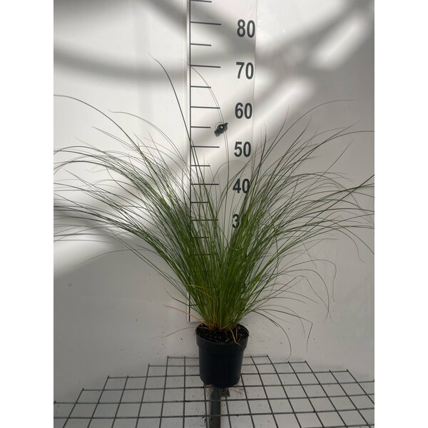 Carex testacea - 1,3L