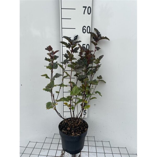 Physocarpus opulif. 'Red Baron' - 3,0L 40+