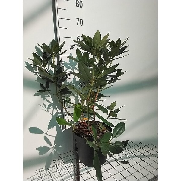 Rhododendron 'Catawb. Grandiflorum' - 7,5L 60+
