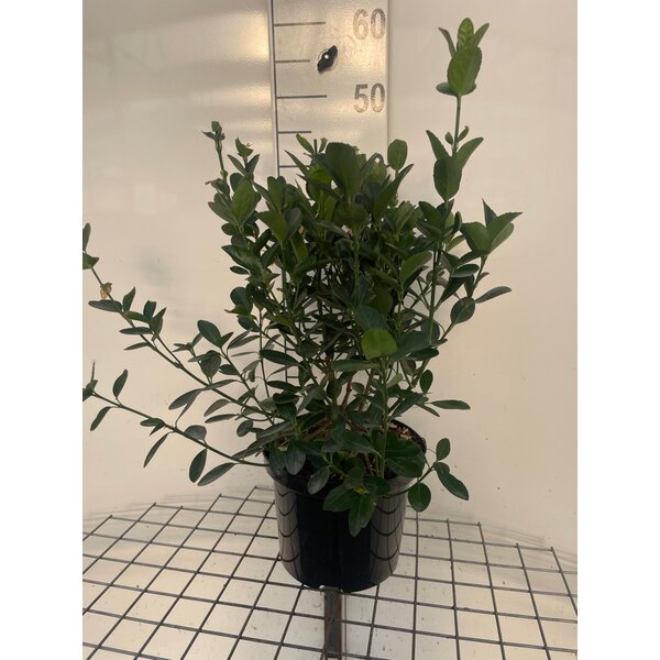 Euonymus japonicus - 5,0L
