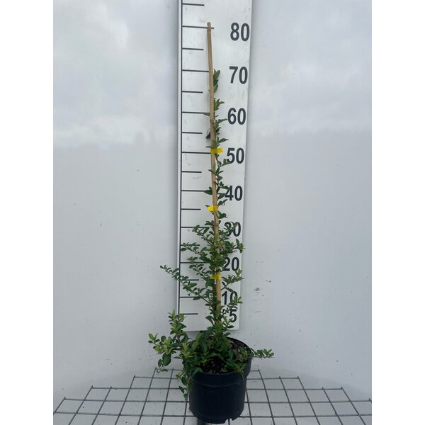 Pyracantha 'Soleil d'Or' - 2,0L 60+
