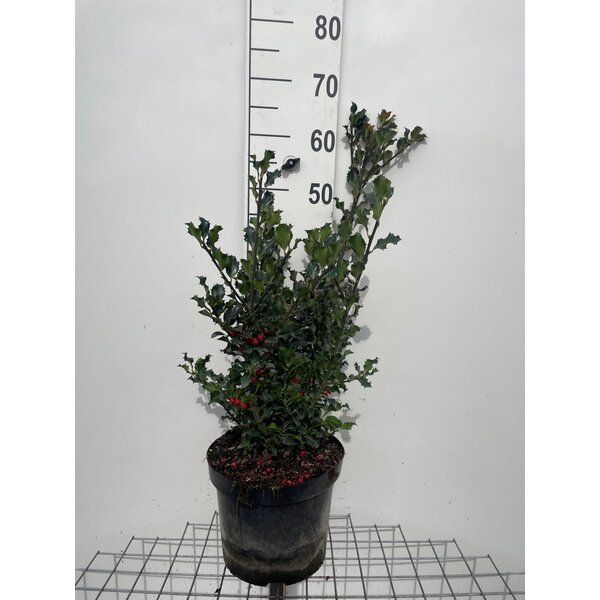 Ilex meserv. 'Blue Angel' - 7,5L 60+