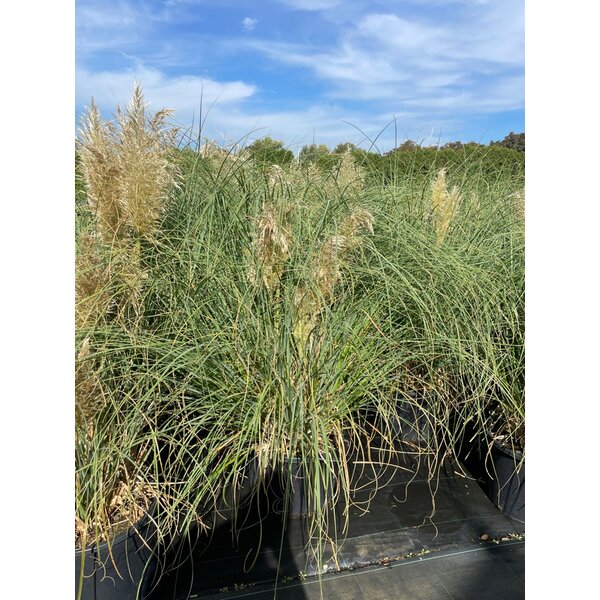 Cortaderia s. 'Pumila' - 20L 