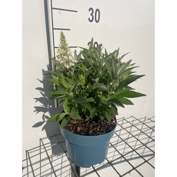 Buddleja d. Butt. Candy Little White - 2,0L