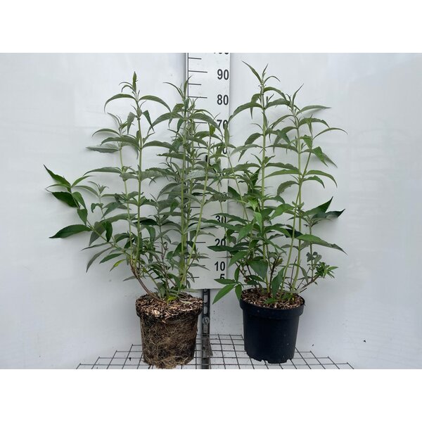 Buddleja d. 'White Profusion' - 7,5L