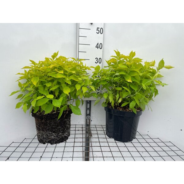 Philadelphus cor. 'Aureus' - 7,5L