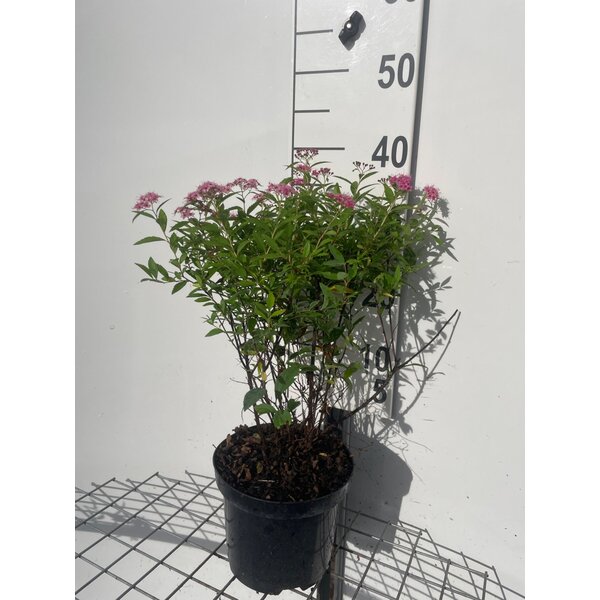 Spiraea jap. 'Genpei' - 3,0L 30+