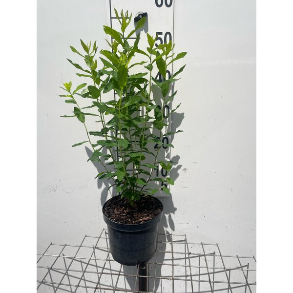 Spiraea billardii - 3,0L
