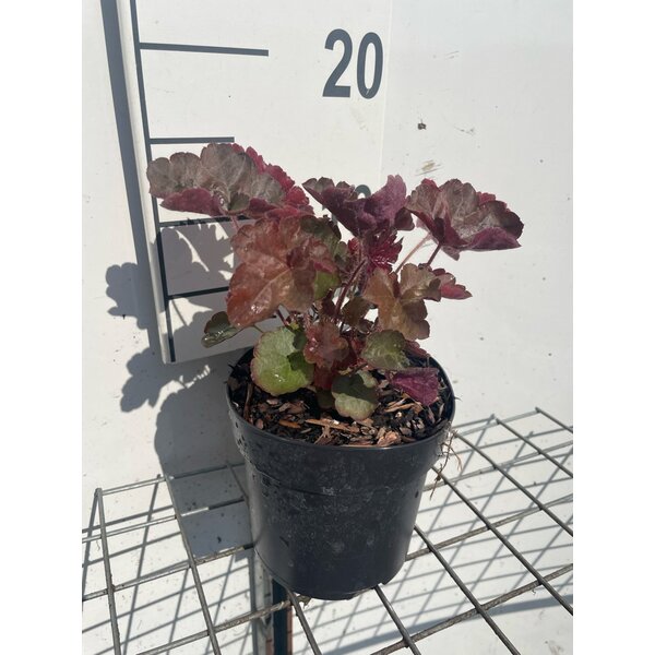 Heuchera mic. 'Palace Purple' - 1,3L