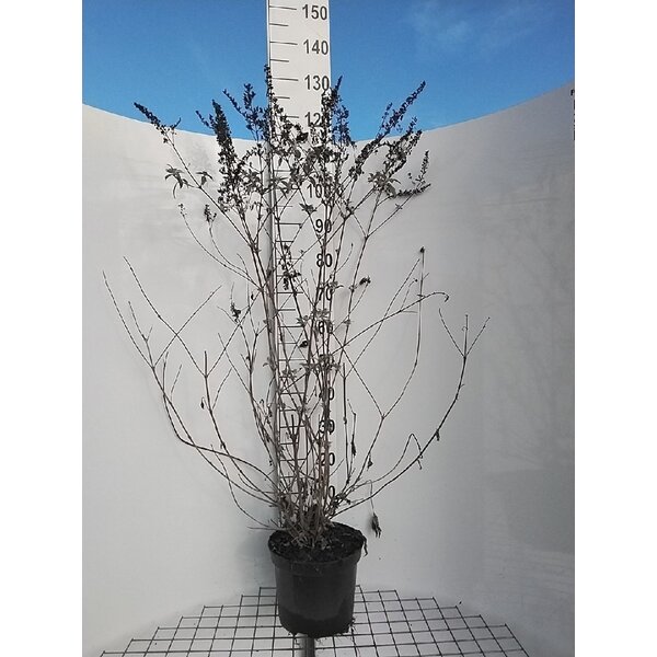 Buddleja 'Lochinch' - 7,5L 80+