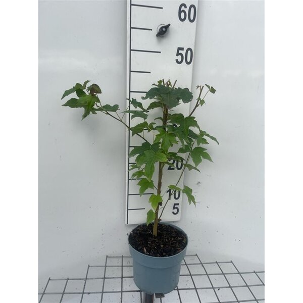 Liquidambar styraciflua - 2,0L 40+