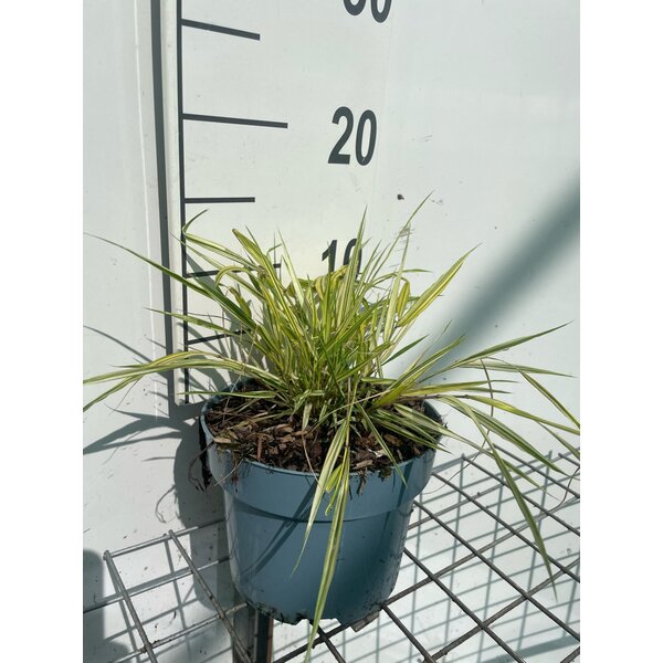 Hakonechloa macra 'Aureola' - 2,0L