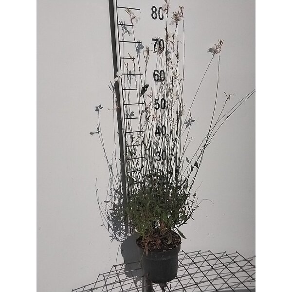 Gaura lindh. 'Whirling Butterflies' - 2,0L