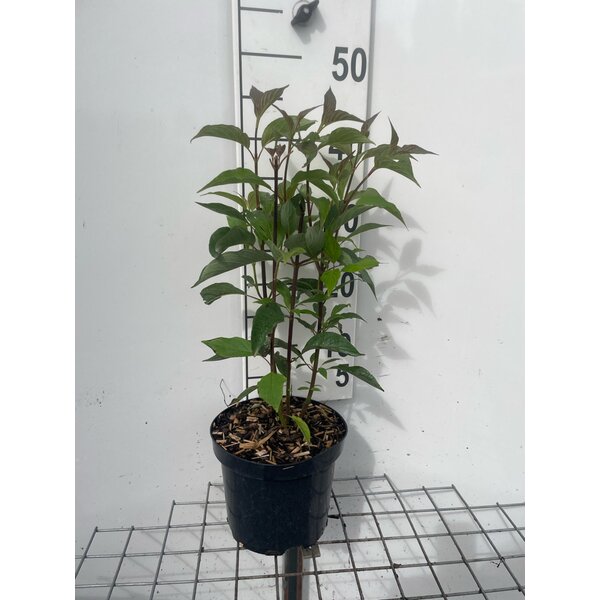 Cornus alba 'Kesselringii' - 3,0L