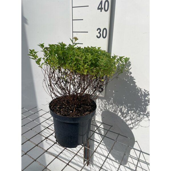 Spiraea jap. 'Little Princess' - 3,0L 20+