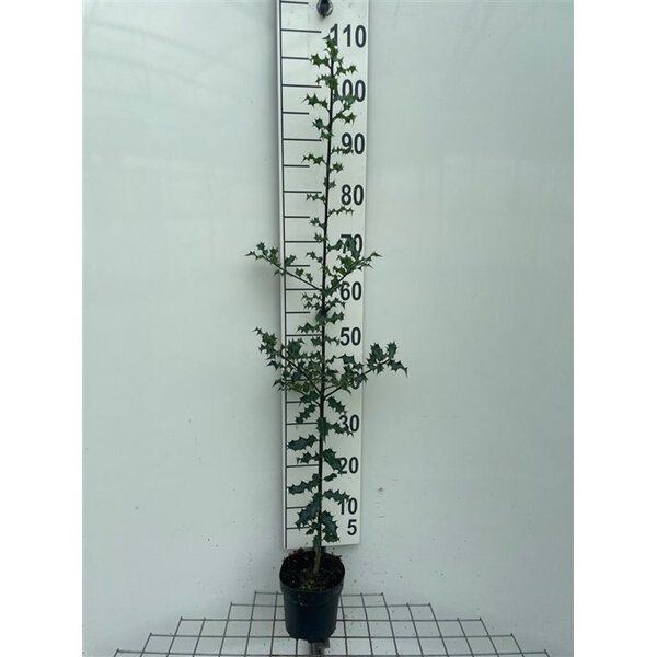 Ilex aquifolium - 1,3L 100+ 1 tak