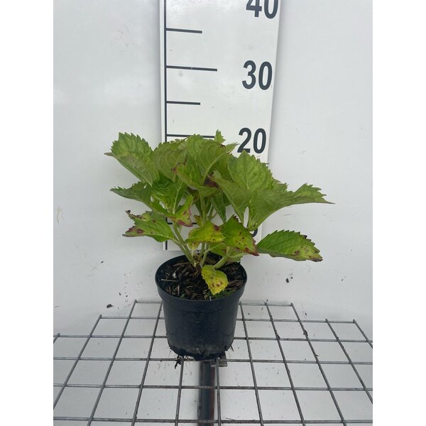 Hydrangea m. 'Rotkehlchen' - 1,3L