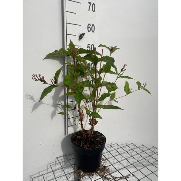 Weigela 'Bristol Ruby' - 3,0L 40+