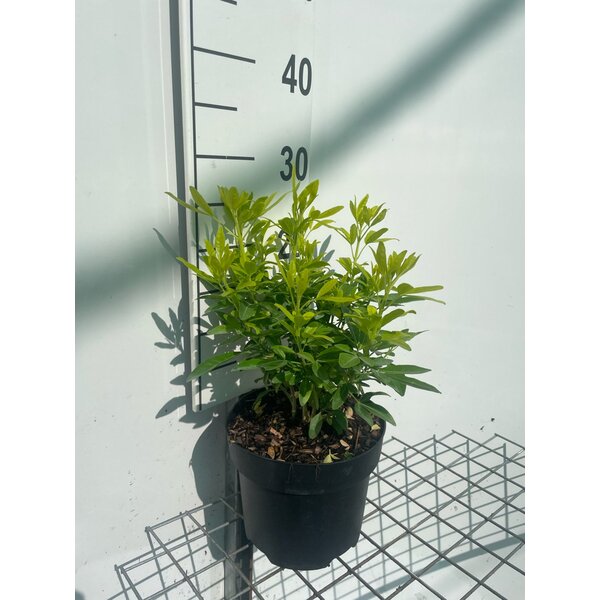 Choisya ternata Sundance - 3,0L