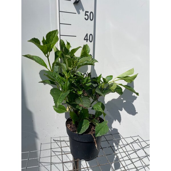 Hydrangea m. 'Rotkehlchen' - 3,0L