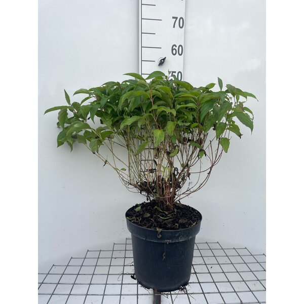 Cornus sericea 'Kelseyi' - 7,5L 40+