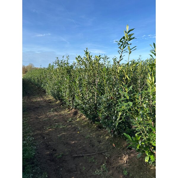 Prunus l. 'Caucasica' - met kluit 175+