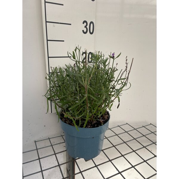Lavandula ang. 'Hidcote' - 2,0L