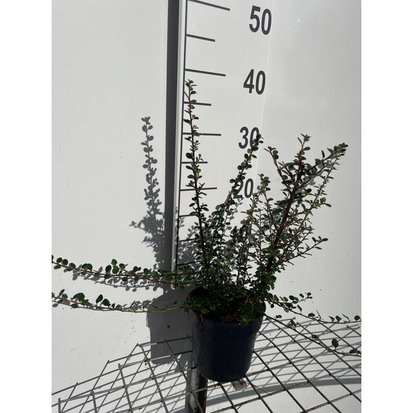 Cotoneaster microphyllus - 1,3L