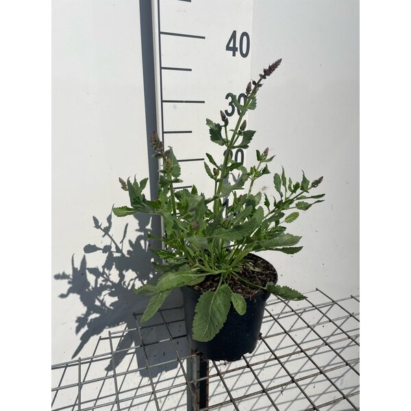 Salvia nemorosa 'Rose Queen' - 2,0L
